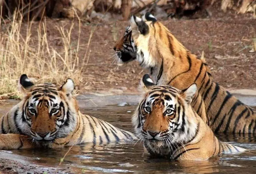 Hotelli Blusalz Escapade Lansdowne