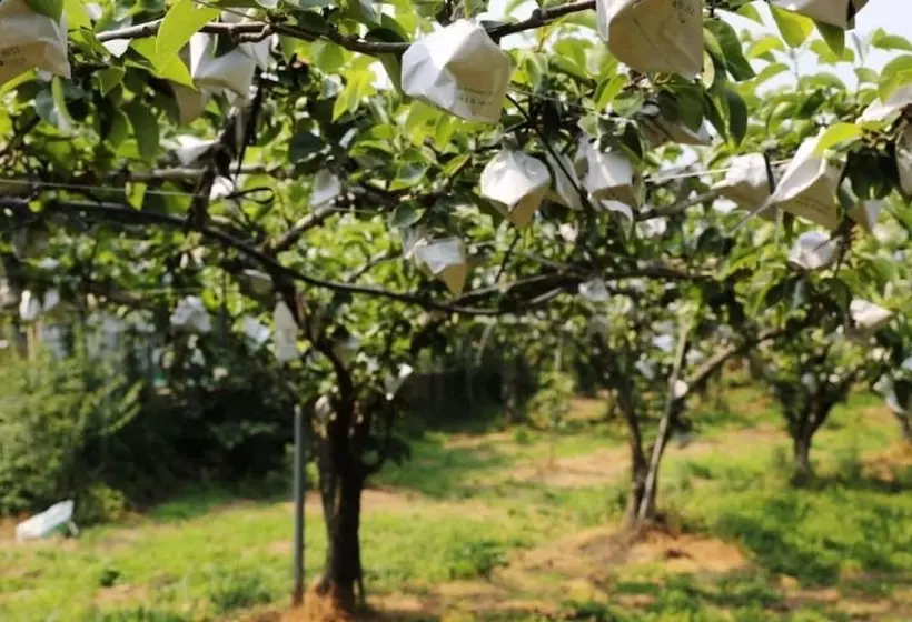 Suncheon House Pension Pear Breakfast