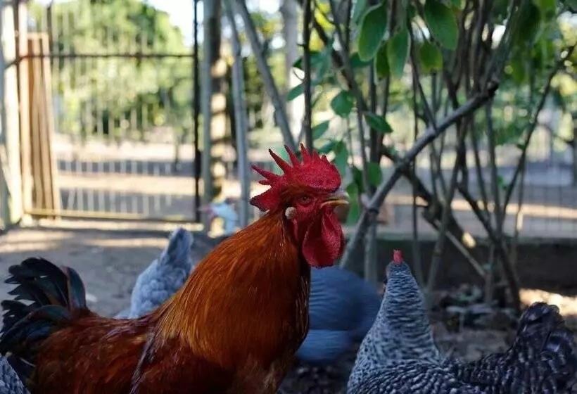 Hotelli Rancho Litoral Búzios