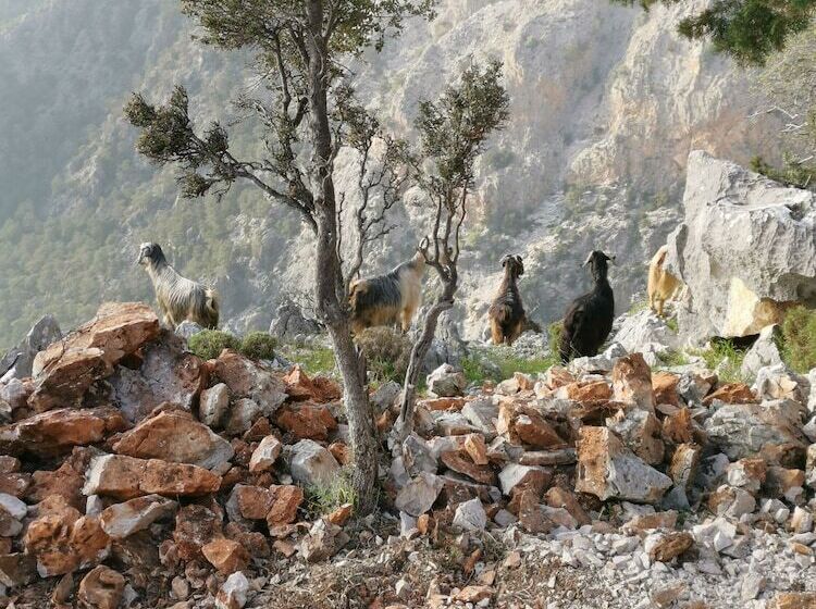 בית מלון כפרי Türkdomes Glamping