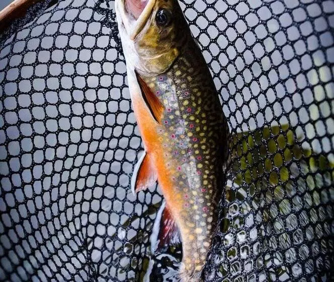 Aamiaismajoitus (B&B) North Branch Outing Club