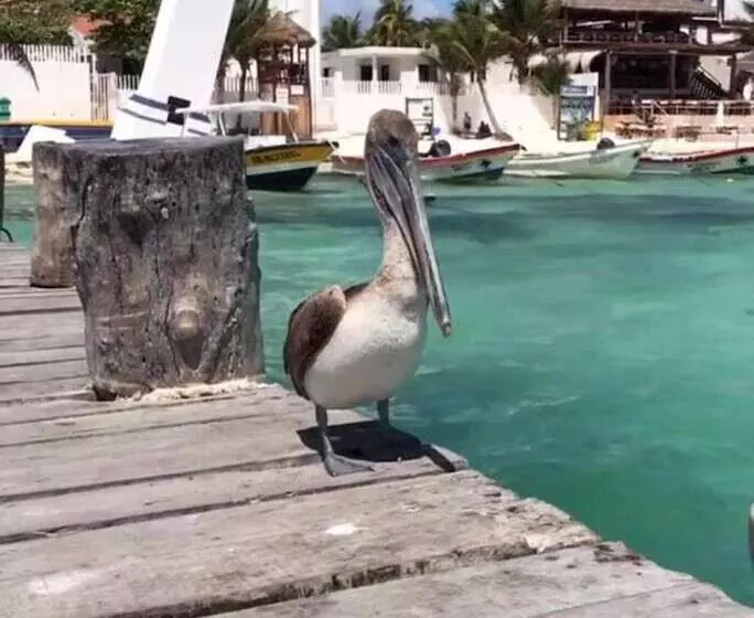 Hotelli Las Palmas Puerto Morelos