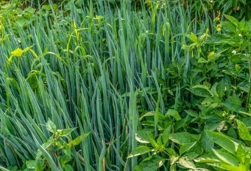 Hwacheon Flower Pension