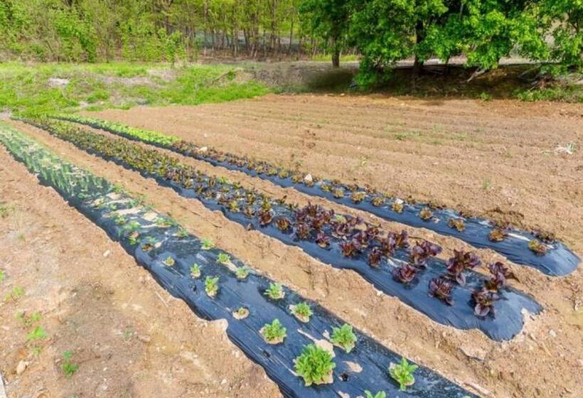 Paju Dalbitgadeuk Pension