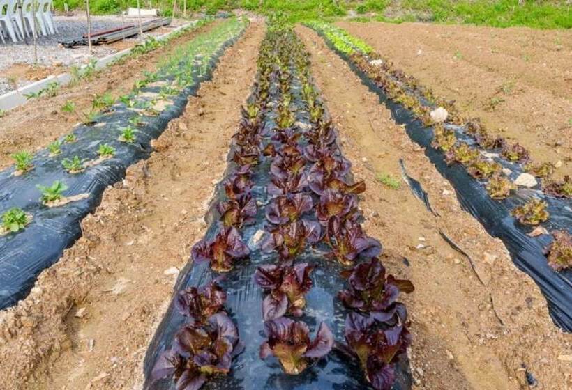 Paju Dalbitgadeuk Pension