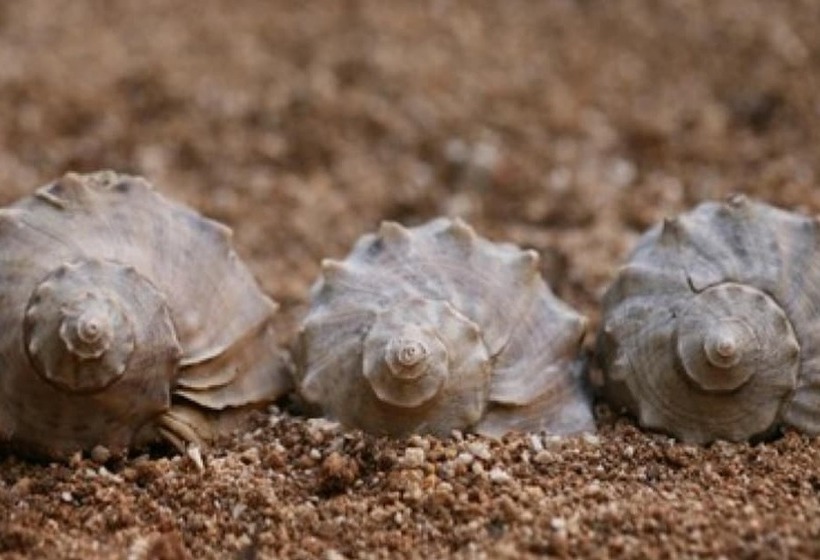 Hongcheon Gamjatown Pension