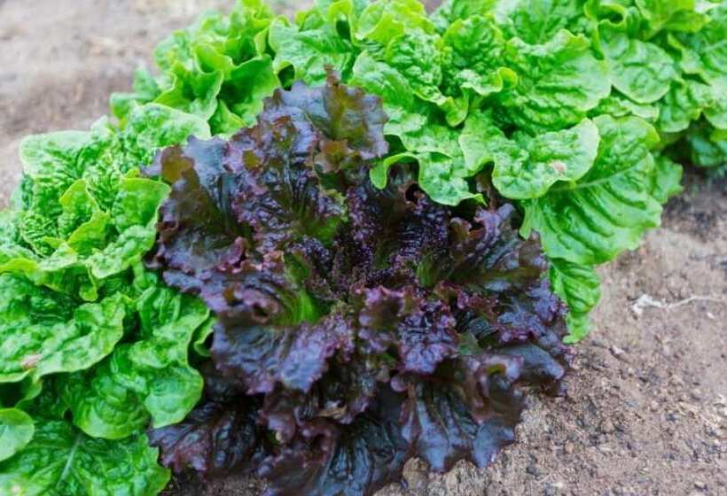 Pensiune Gapyeong Haengbogi Meomuneunjip House