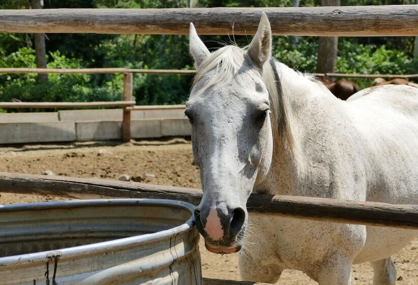 فندق Bill Cody Ranch