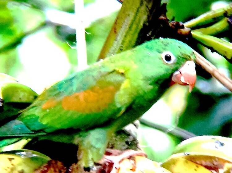 호텔 Arenal Rustic Lodge