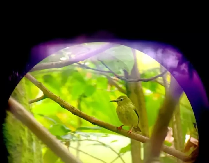 Hotelli Arenal Rustic Lodge