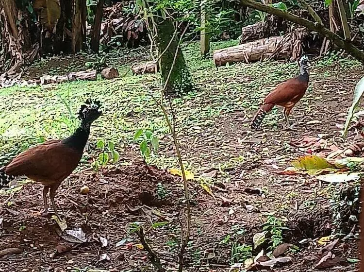 Hotelli Arenal Rustic Lodge