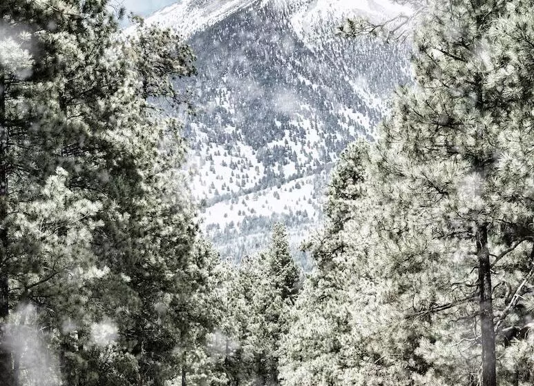 ベッドアンドブレックファースト Bespoke Inn Flagstaff