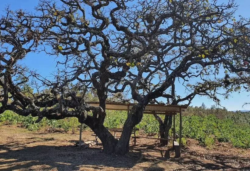 هتل Hacienda Del Café