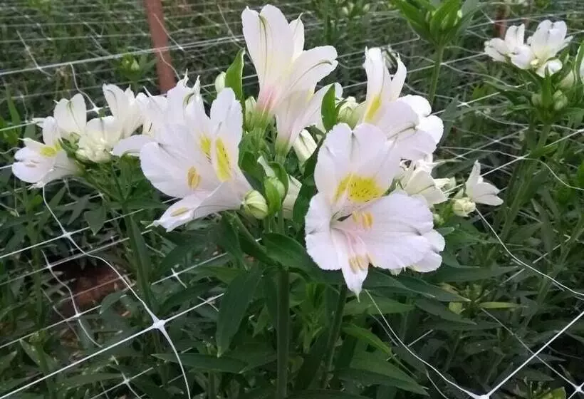 ホテル Pousada Das Flores