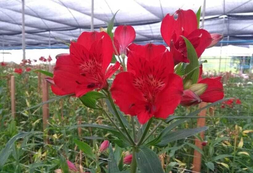 Otel Pousada Das Flores