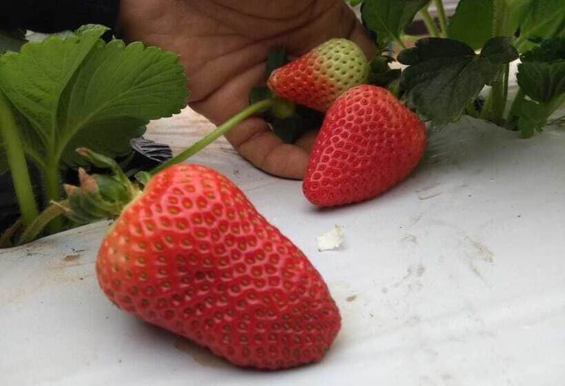 Otel Pousada Das Flores