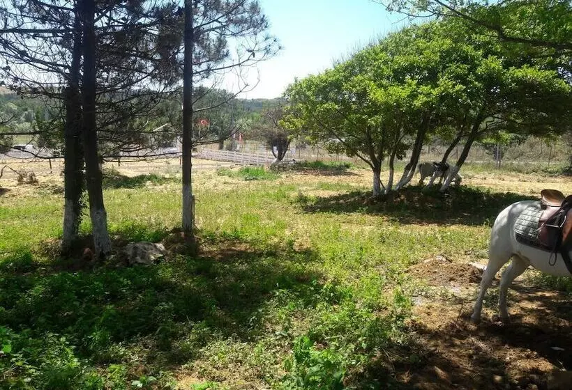 ホテル Atlitur Gumusdere Beach Camp