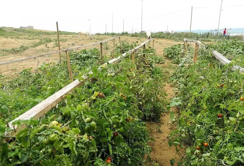 ホテル Atlitur Gumusdere Beach Camp