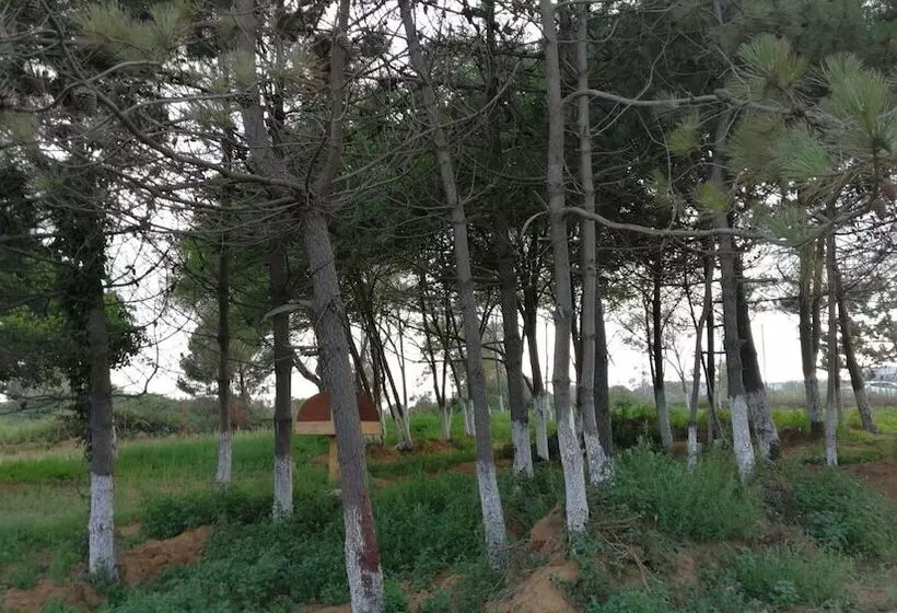 ホテル Atlitur Gumusdere Beach Camp