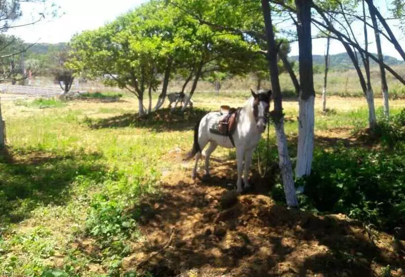 ホテル Atlitur Gumusdere Beach Camp
