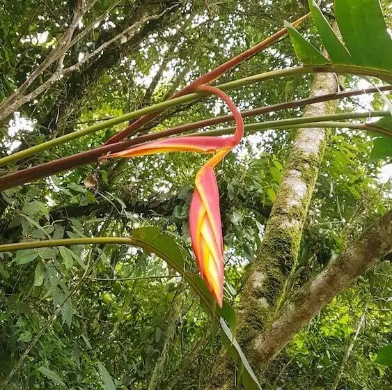 Hotelli La Penal Amazon Lodge