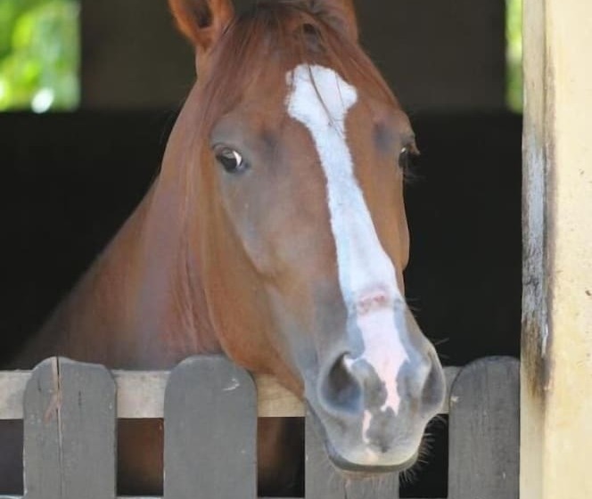 בית מלון כפרי Fazenda Brejo