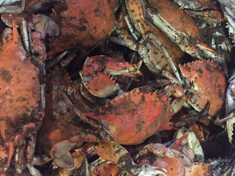 住宿加早餐 The Whitehaven