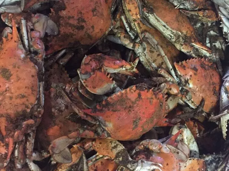 Aamiaismajoitus (B&B) The Whitehaven