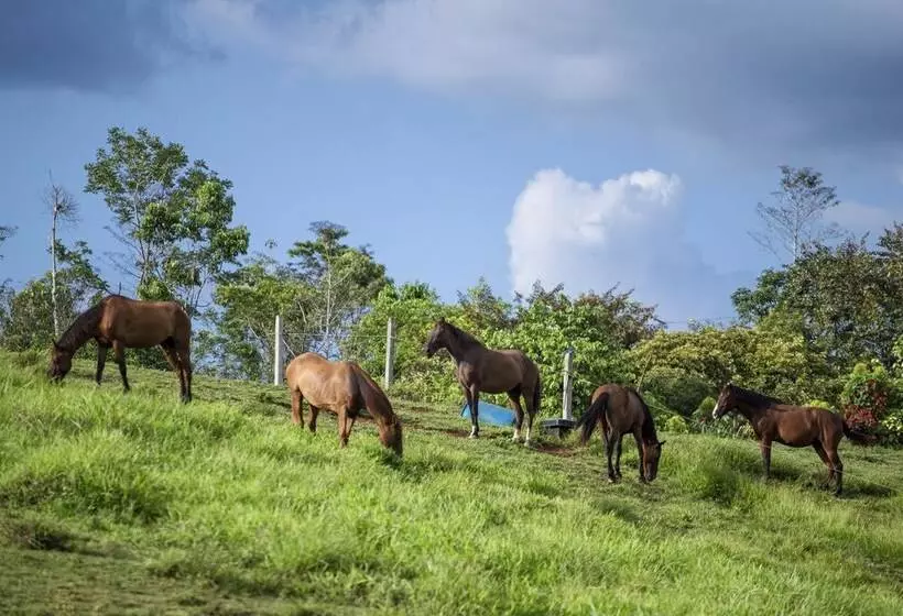 Hotelli La Finca Lodge