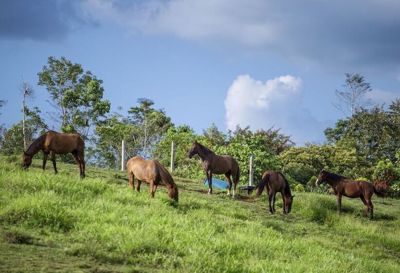 בית מלון כפרי La Finca Lodge