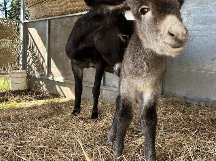 هتل Rivland Resort