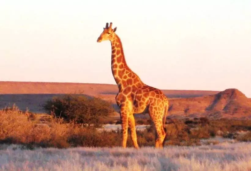 پانسیون Burgsdorf Guest Farm