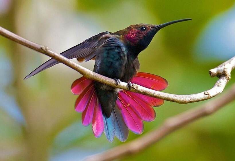 هتل Blue Ridge Restaurant & Cottages