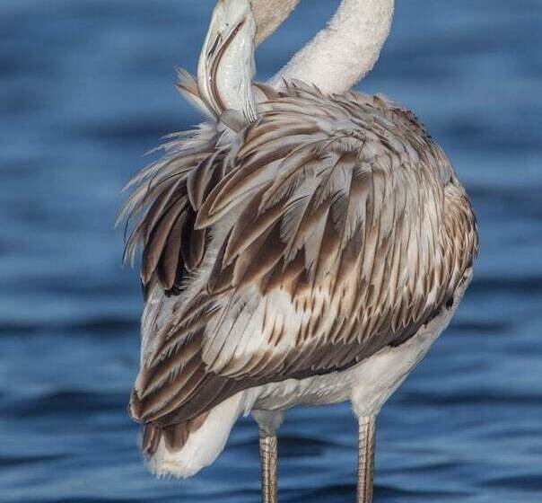Пансион Beach House Babylon