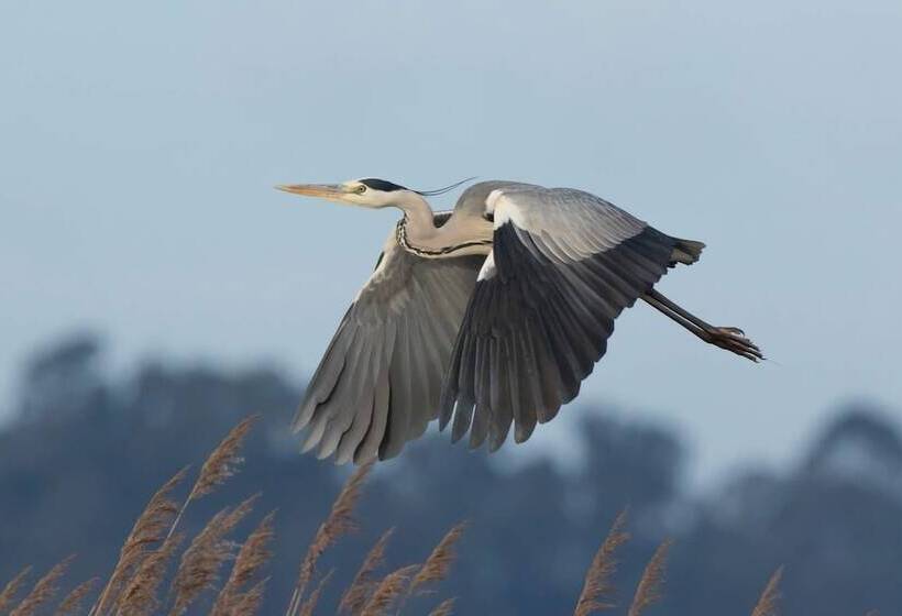 Пансион Beach House Babylon