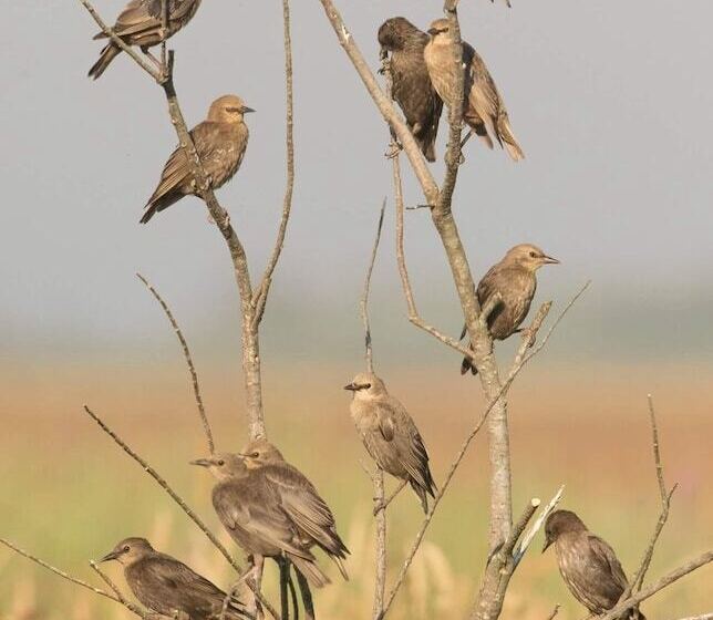Пансион Beach House Babylon