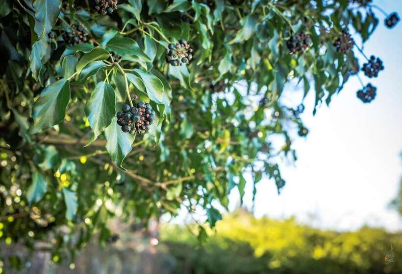 Хостел Casona Alemana