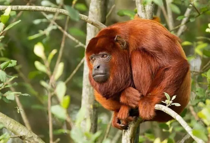 هتل Sunrise Of Tambopata