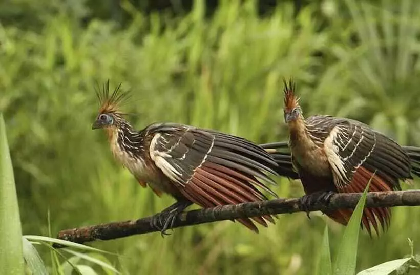 هتل Sunrise Of Tambopata