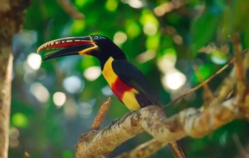 هتل Sunrise Of Tambopata