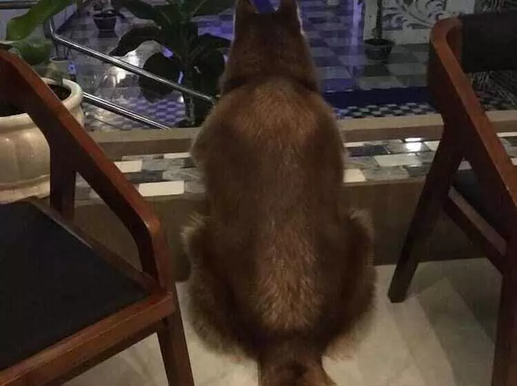 ホテル Xuan Mai Villa