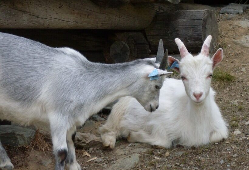Hotel Raulandsakademiet Og Vandrerhjem