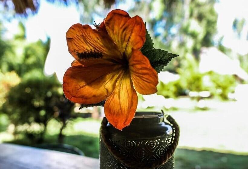 هاستل Las Dunas Surf Resort