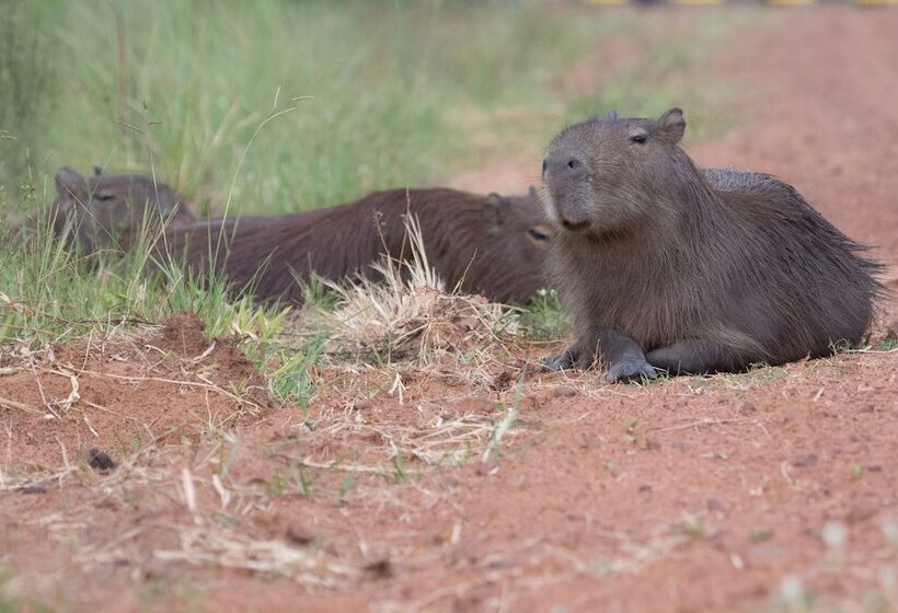 פנסיון Posada Jasy