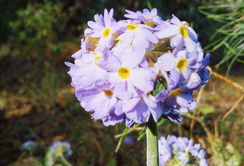 پانسیون Retreat At Damaar