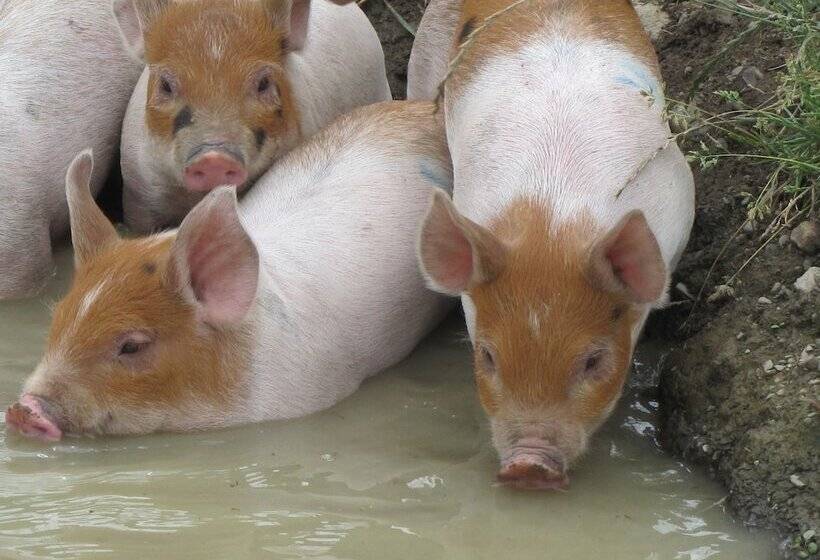 The Ginger Cat Bed & Breakfast