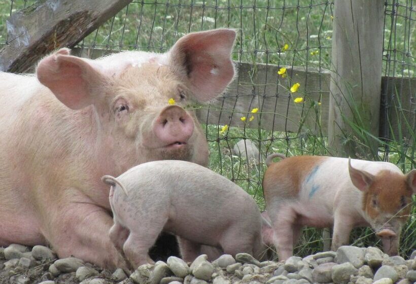 The Ginger Cat Bed & Breakfast