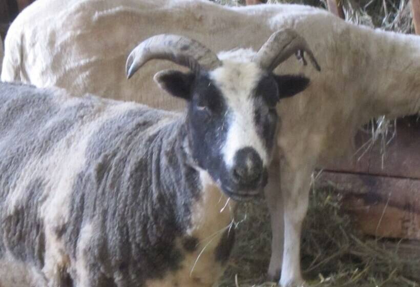 The Ginger Cat Bed & Breakfast