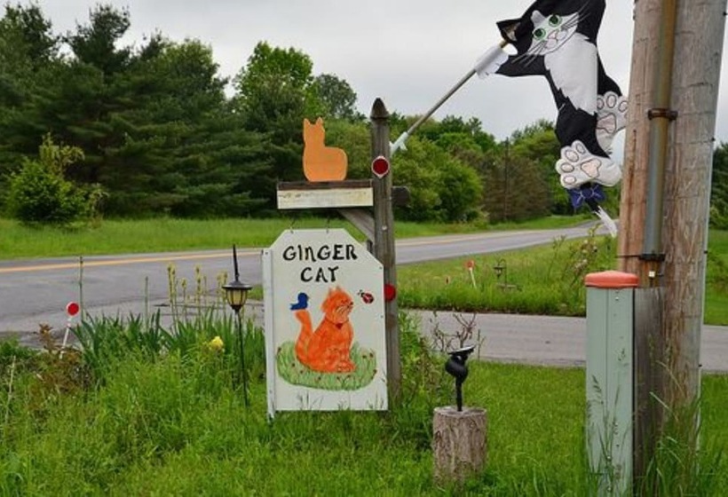 The Ginger Cat Bed & Breakfast