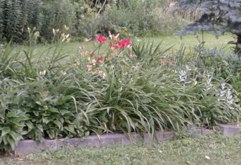 The Ginger Cat Bed & Breakfast